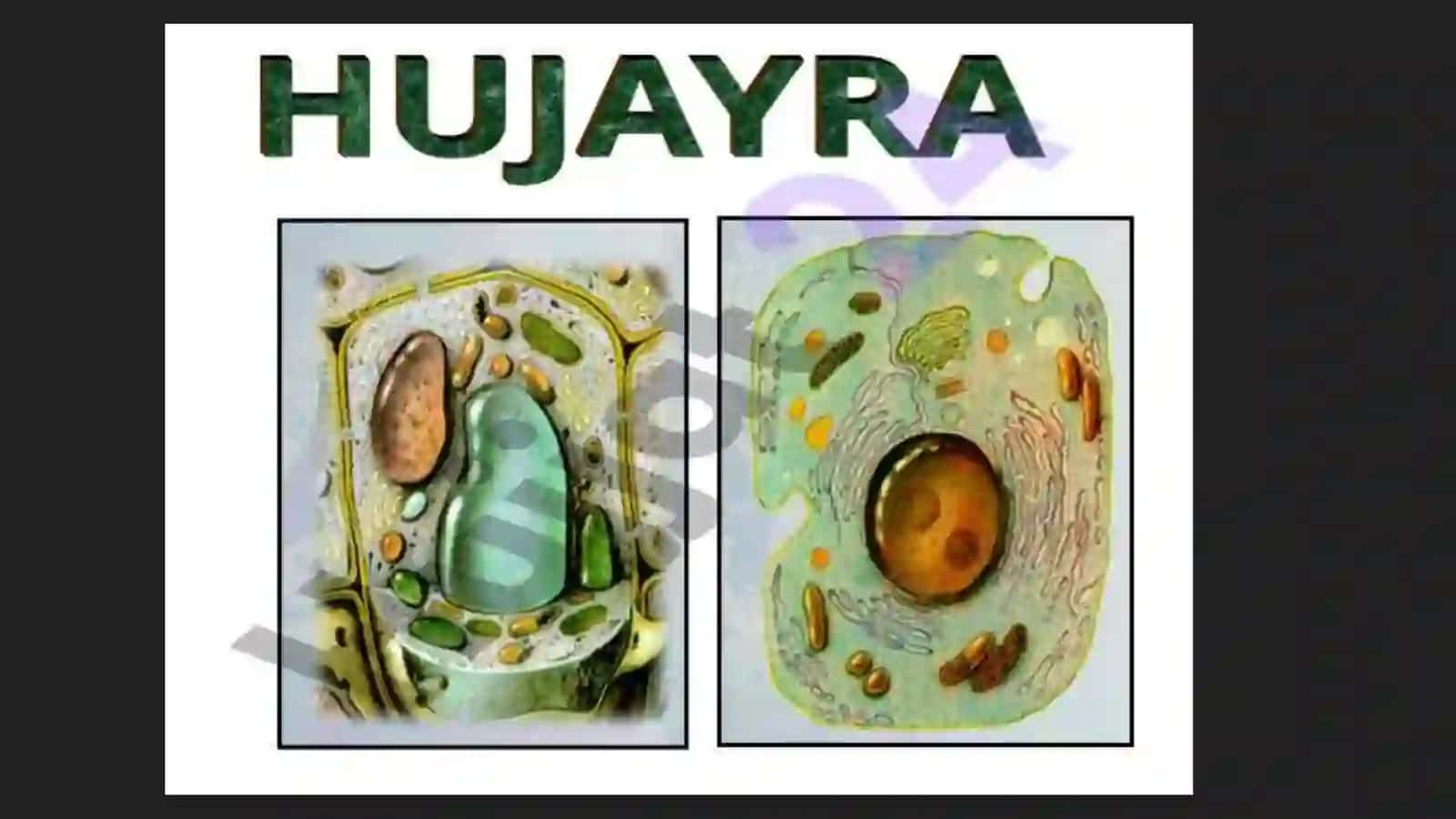 Hujayra tuzılıshı 4