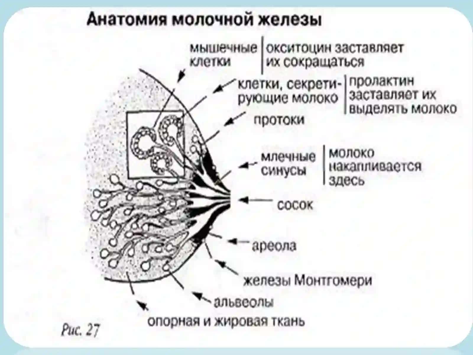 Грудное вскармливание 4