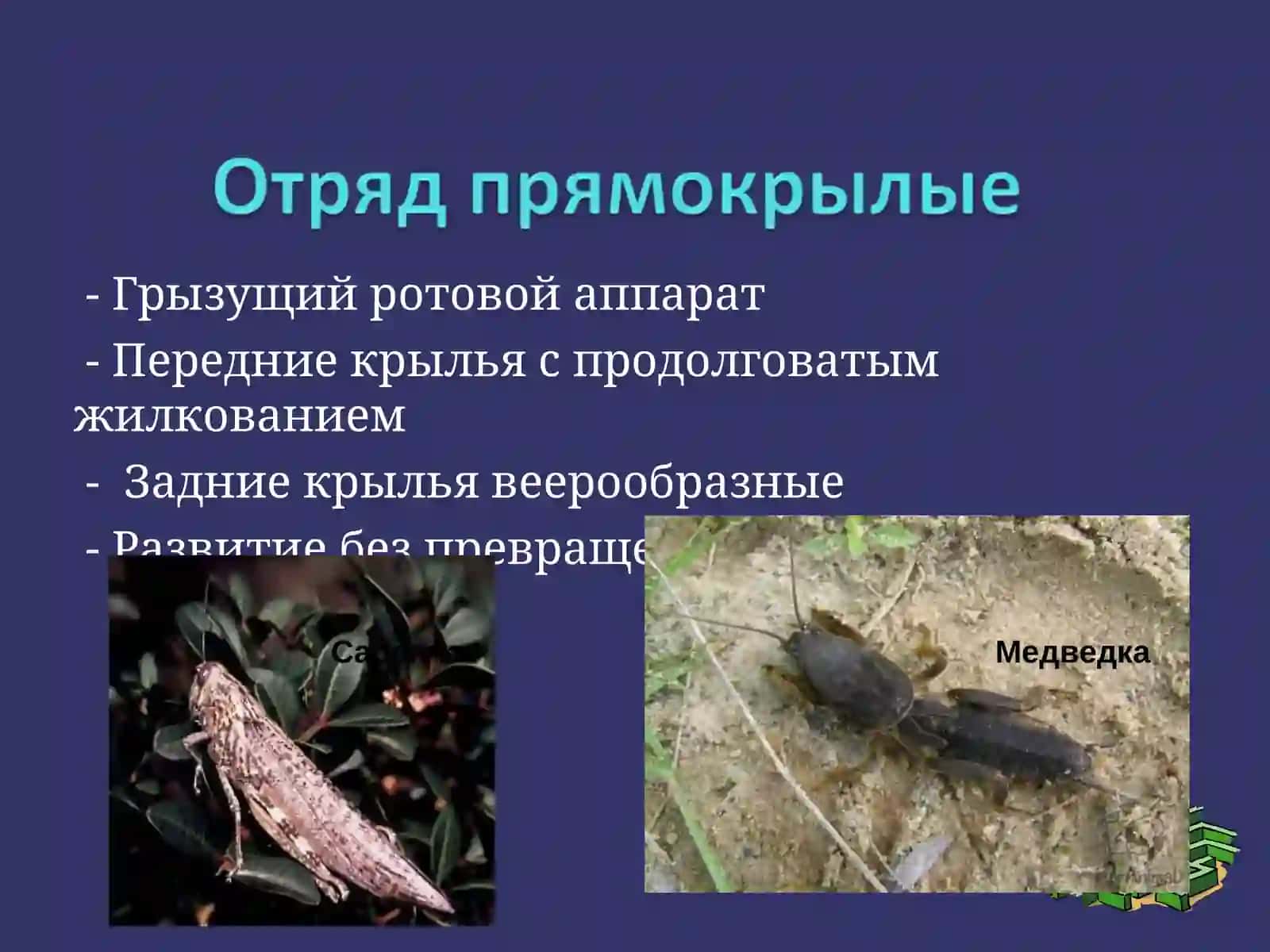 Разнообразие ротовых аппаратов 4