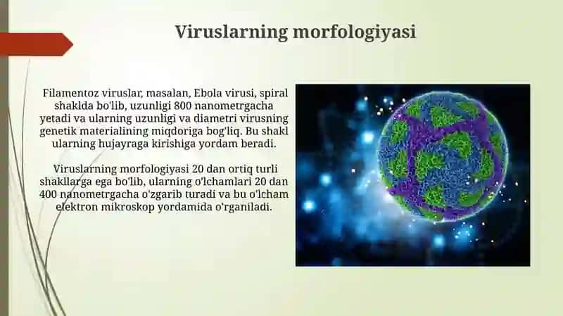Viruslarning klassifikatsiyasi 4
