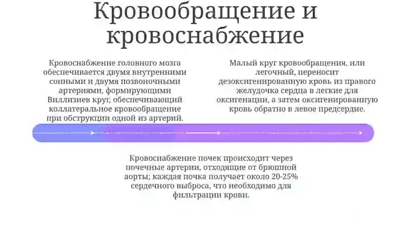 Анатомия сердечно-сосудистой системы 4