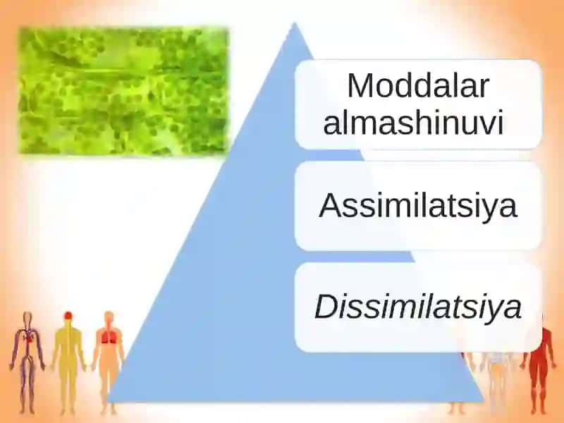 Hujayra va organizmning hayotiy xossalari 4