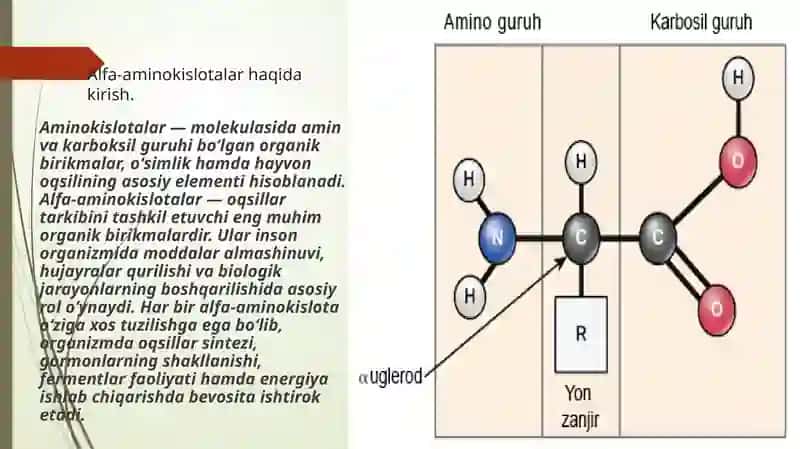 Alfa-aminokislotalar garmonlar tarkibiy qismi sifatida. 4