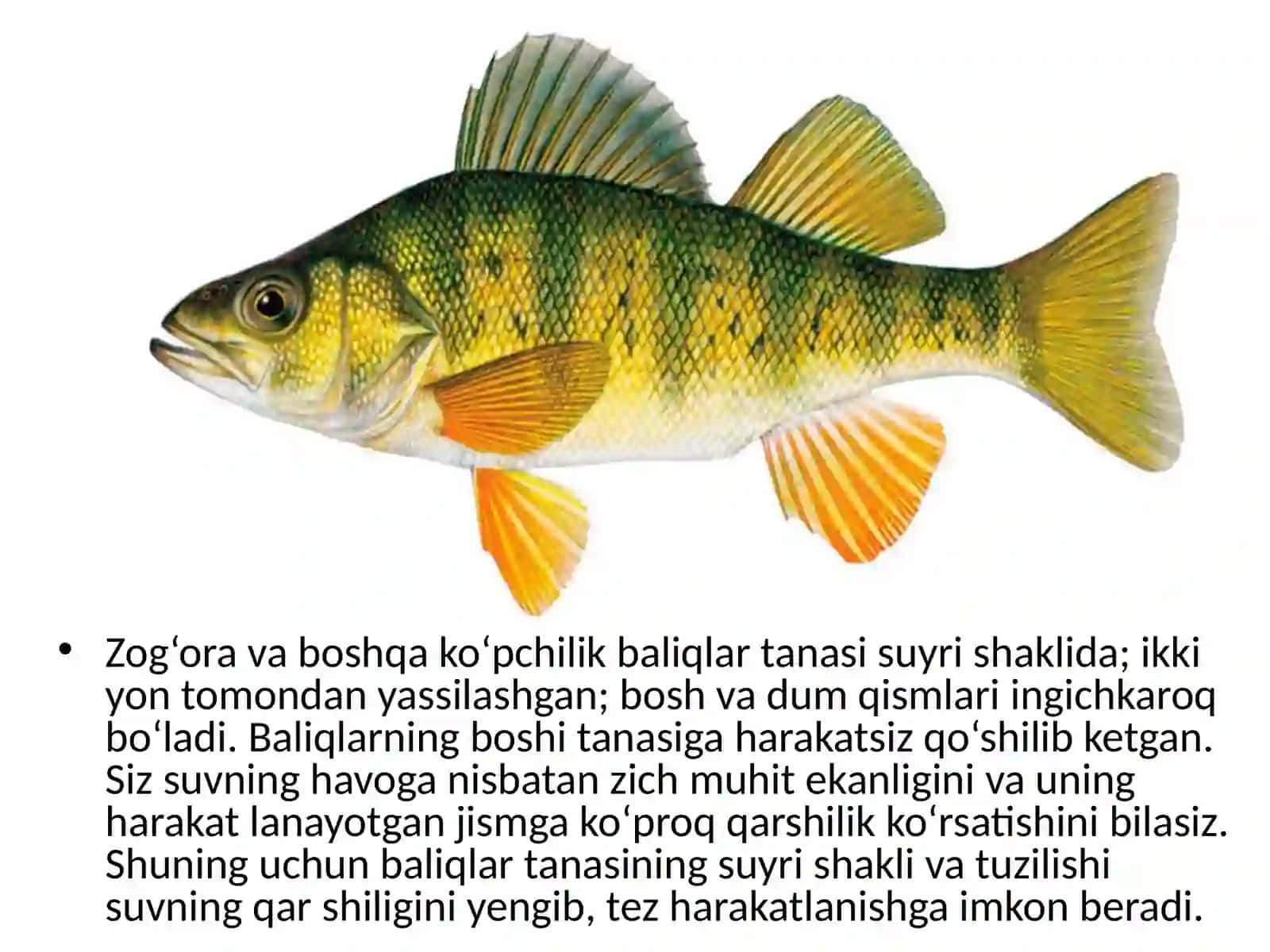 7-sinf zoologiya darsi 4