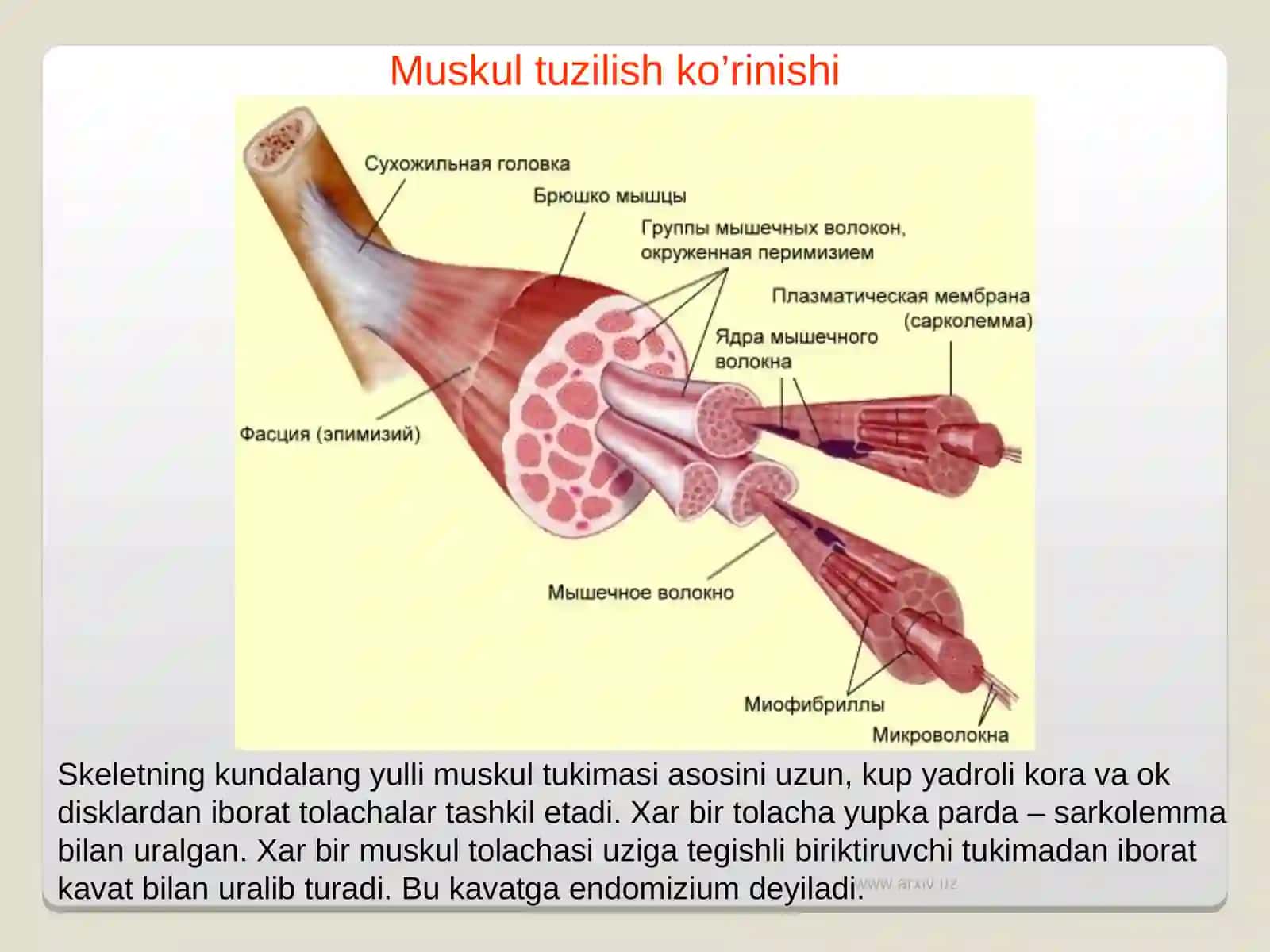MUSKULLAR REGENERATSIYASI 4