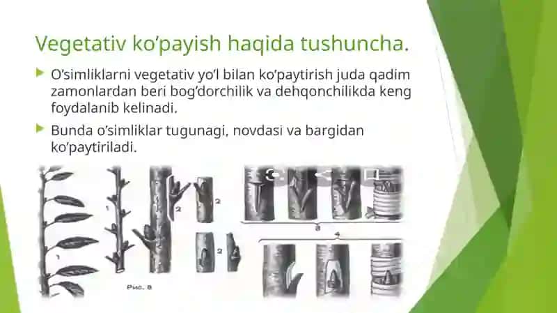 Madaniy o’simliklarning vegetativ ko’payishi 4