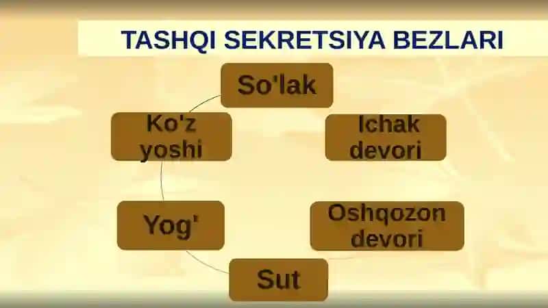 SEKRETSIYABEZLARI 4