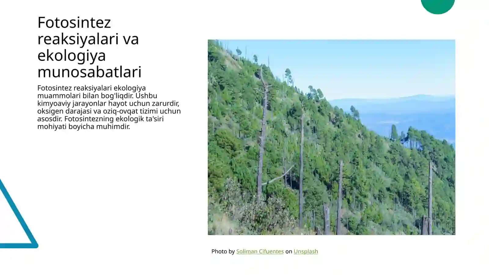Fotosintez reaksiyalari 4