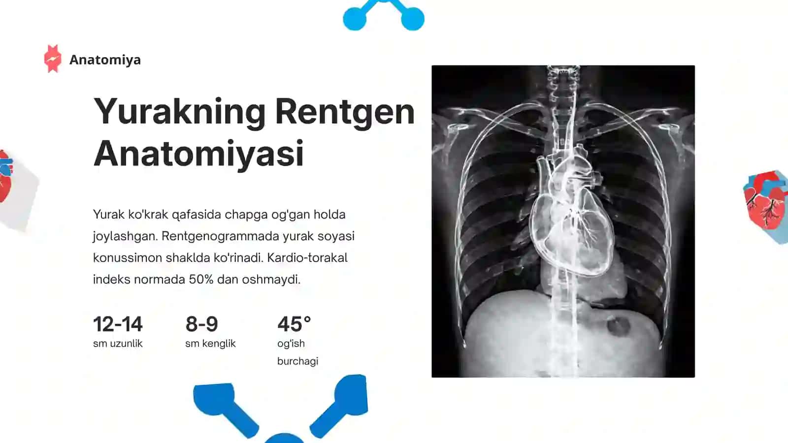Yurak va qon tomirlarining rentgen anatomiyasi va angiografiyasi 4