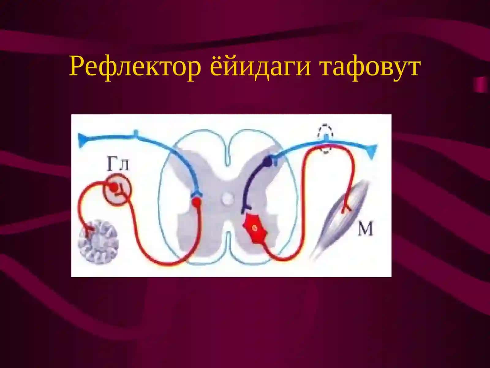 NORMALFIZIOOGIYA 4