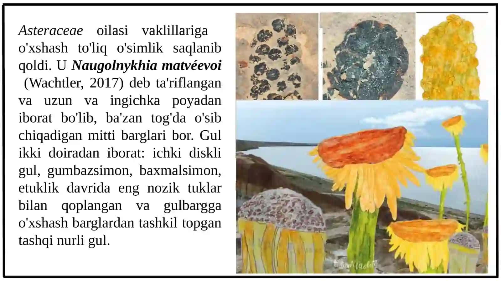 Qoqio‘tdoshlar(Asteraceae)oilasi 4