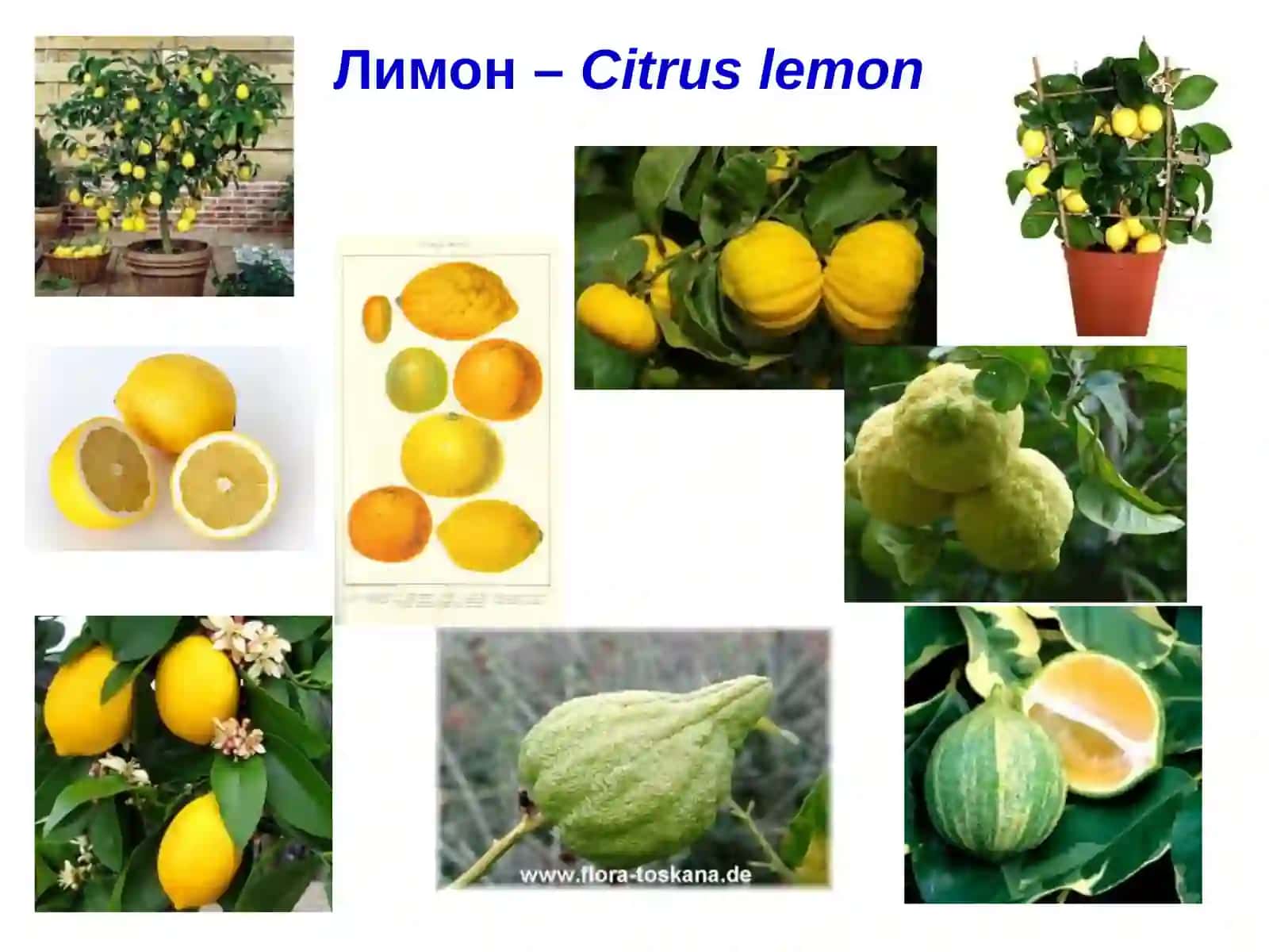 ЦИТРУС ЭКИНЛАРИНИНГ КАСАЛЛИКЛАРИ 4