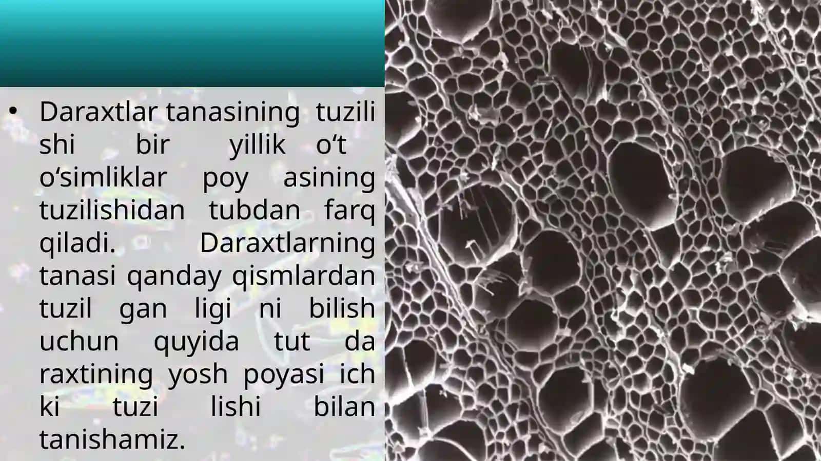 6-sinf Botanika Poyaning ichki tuzilishi 4