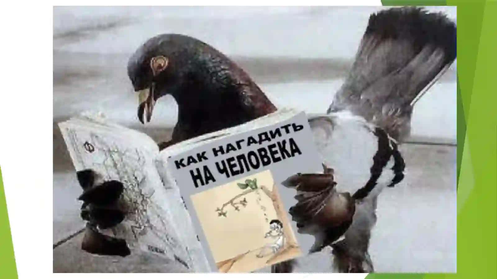 QUSHLAR VA SUT EMIZUVCHILARBIOZARARLANISH MANBALARI 4