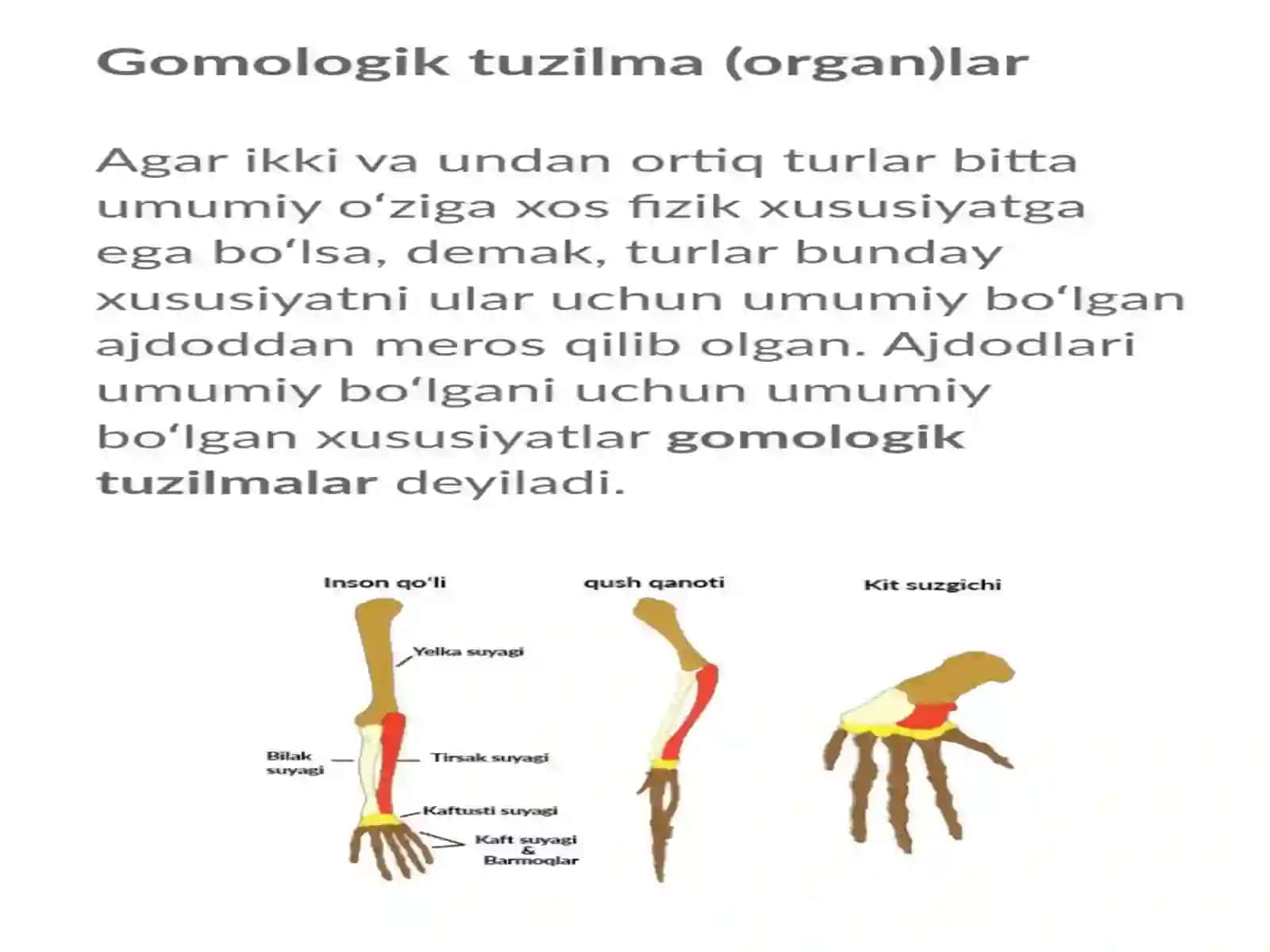 Organlar sistemasining rivojlanishi 4