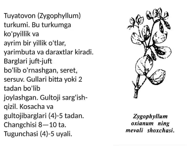 Tuyatovondoshlar oilasi 4