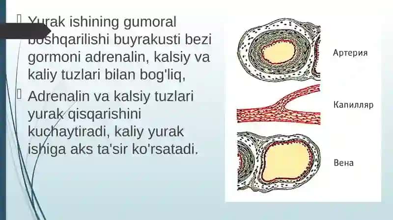 Qonaylanish organlari ishining boshqarilishi 4