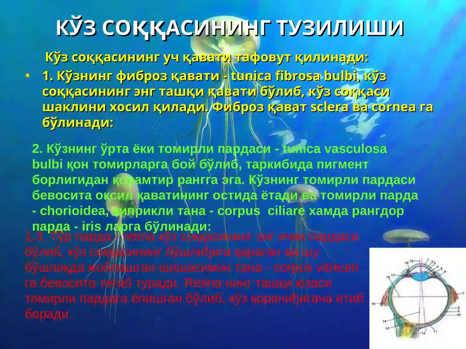 Кўриш аъзолари 4