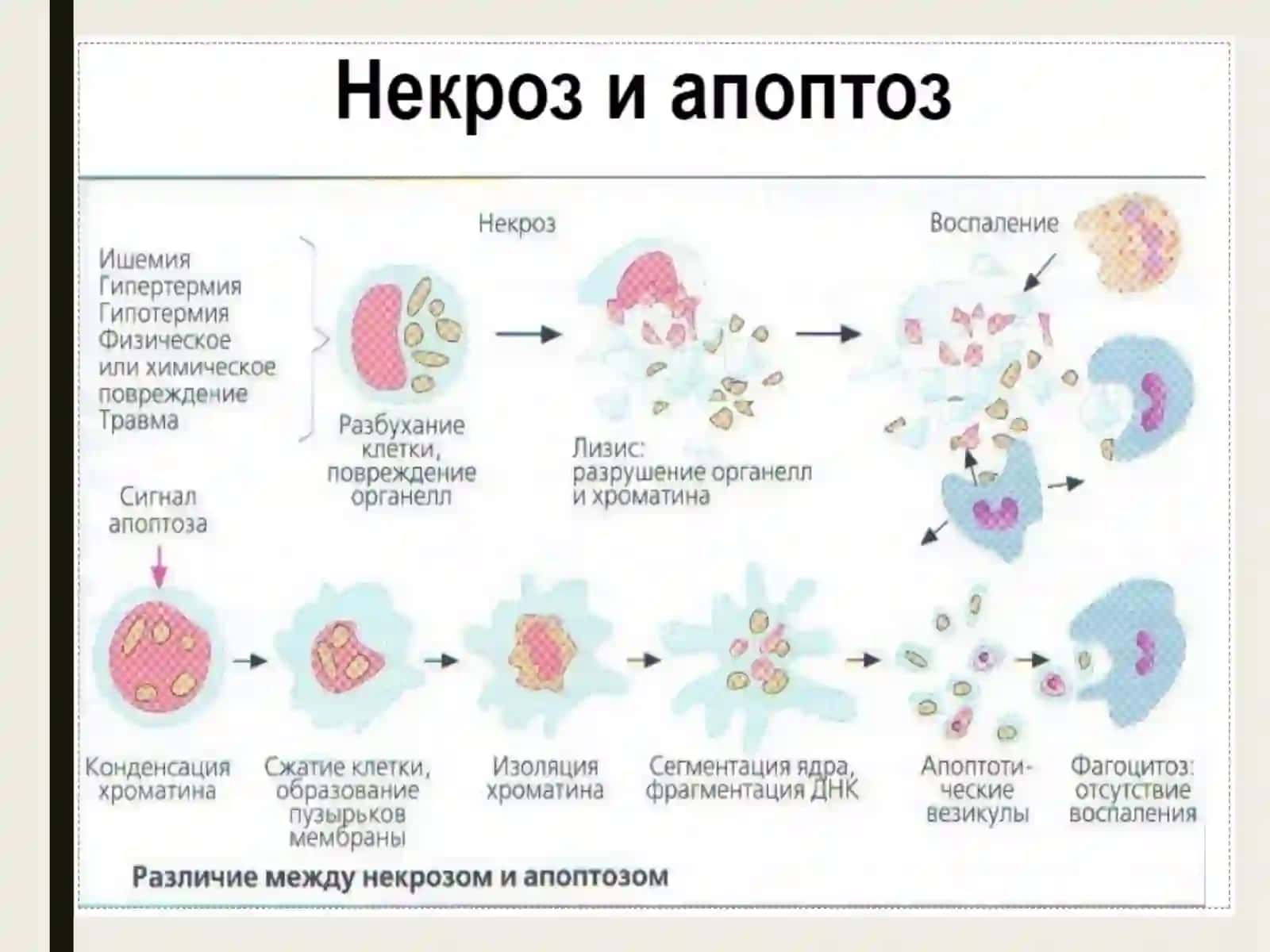 Apoptoz mexanizmlari 4