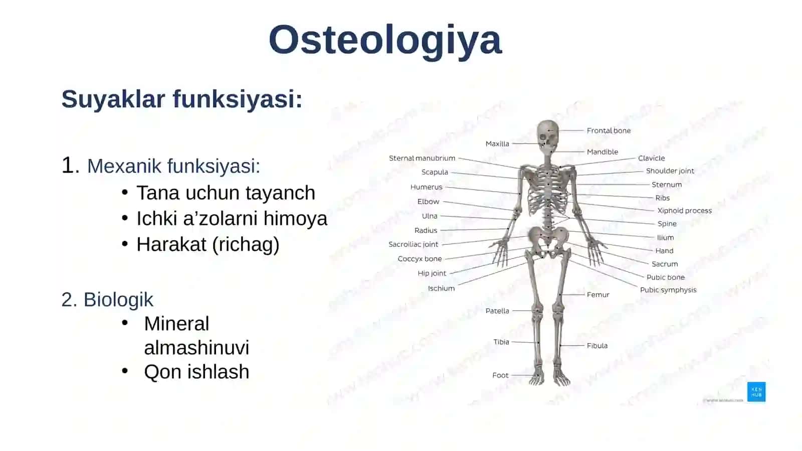 Osteologiya, umurtqa po'g'onasi 4