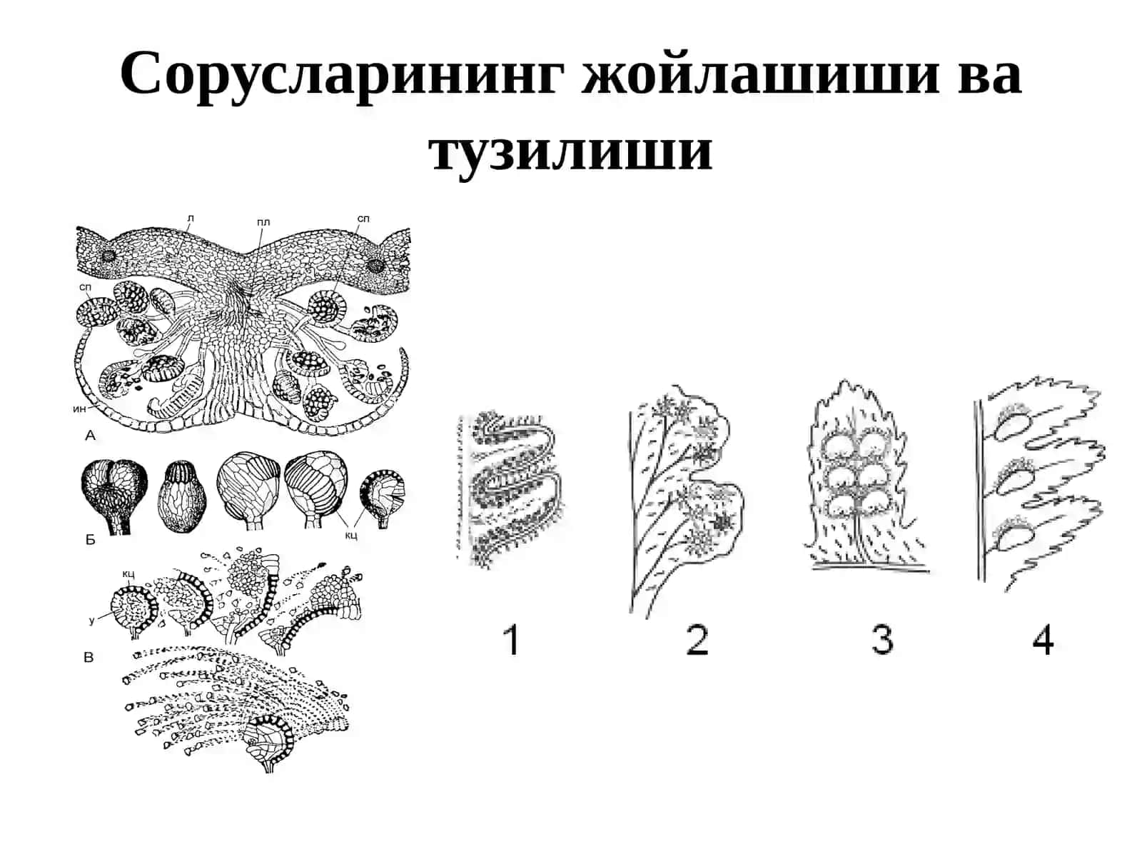 Қирққулоқтоифа ўсимликлар (Polypodiophyta) 4