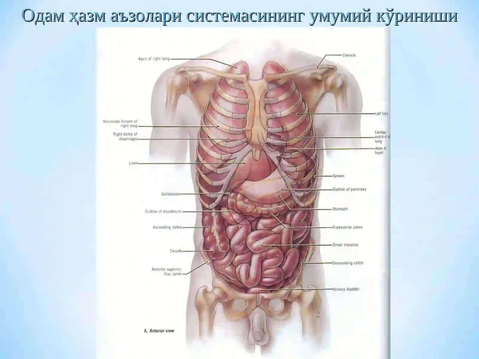 Ҳазмва унинг турлари.Оғиз бўшлиғи, меъдава ингичка ичакда ҳазм 4