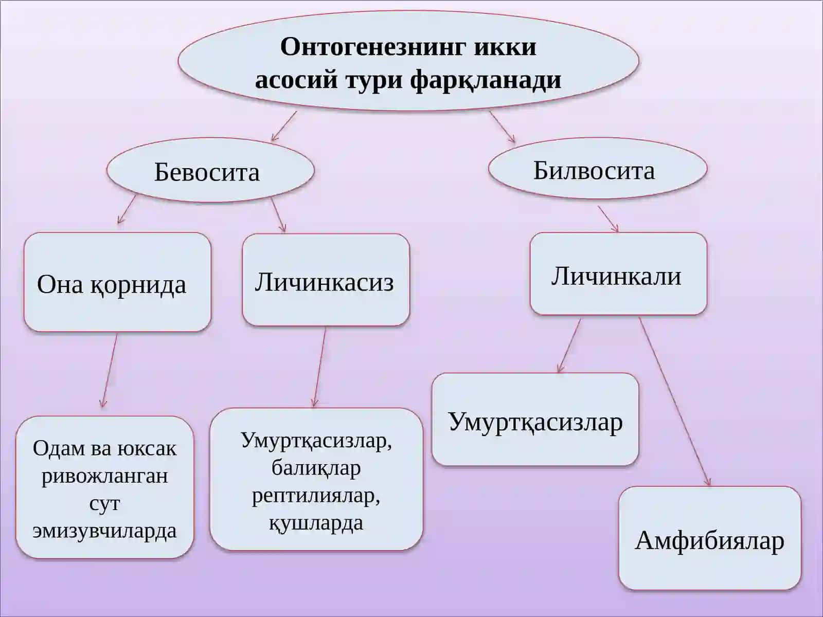 Онтогенез ва ривожланиш 4