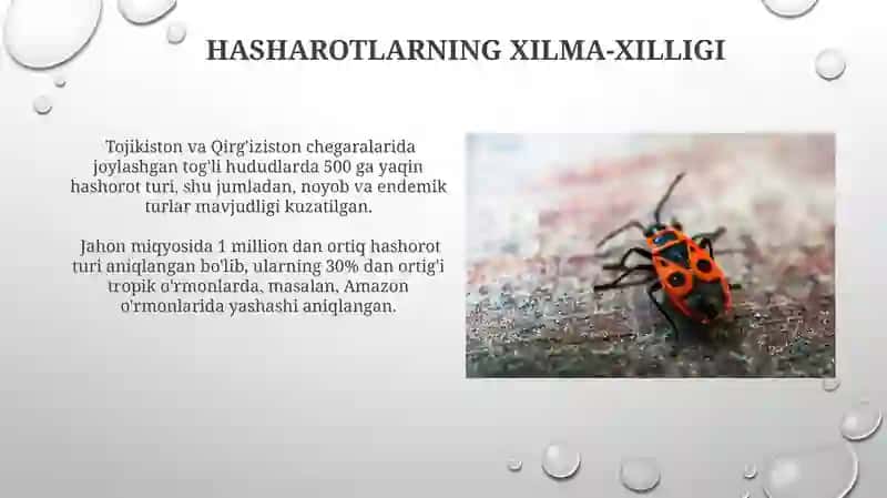 Foydali va zararli hashorotlar 4