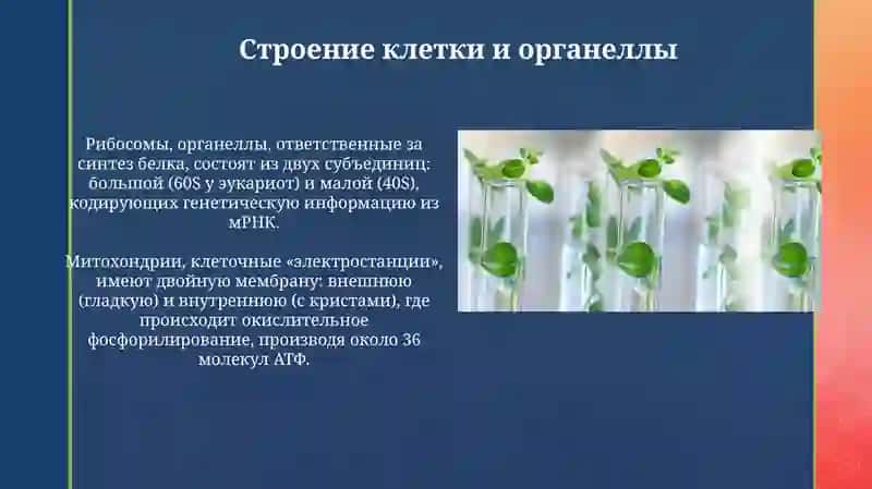 Клеткаиткань 4