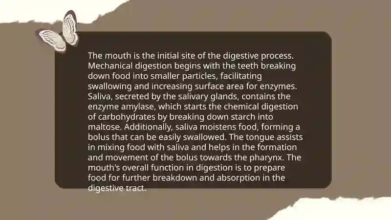 The alimentary tract of a human being 4