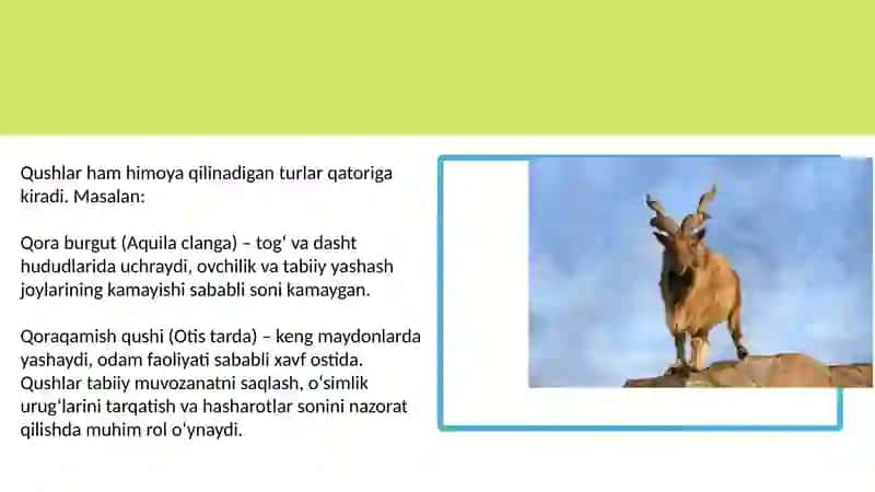 O'zbekiston Qizil kitobiga kiritilgan hayvonlar 4