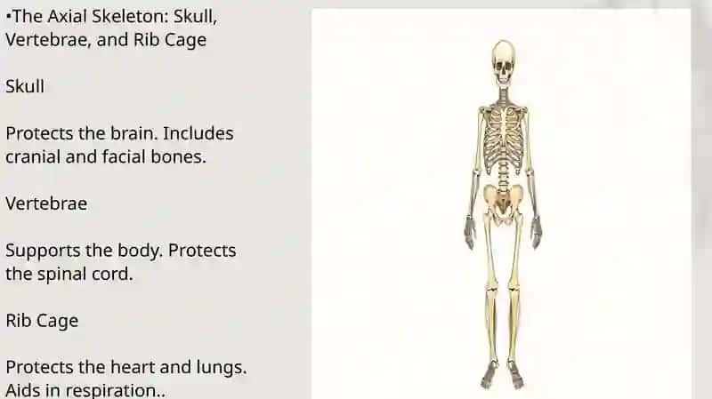 The Skeleton: A Framework of Life 4
