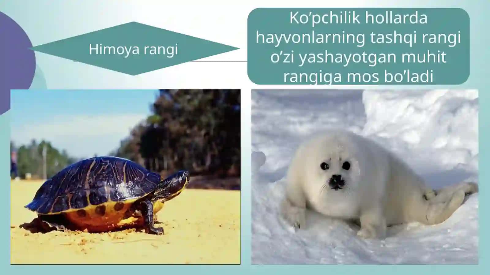 Organikolamdagimoslanishlar–evolyutsiyanatijasi 4