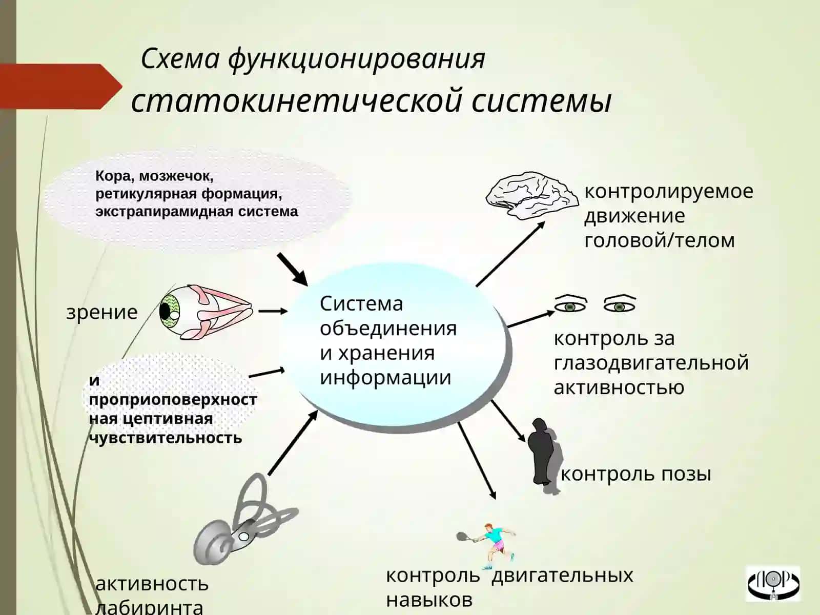 Вестибулярный анализатор 4