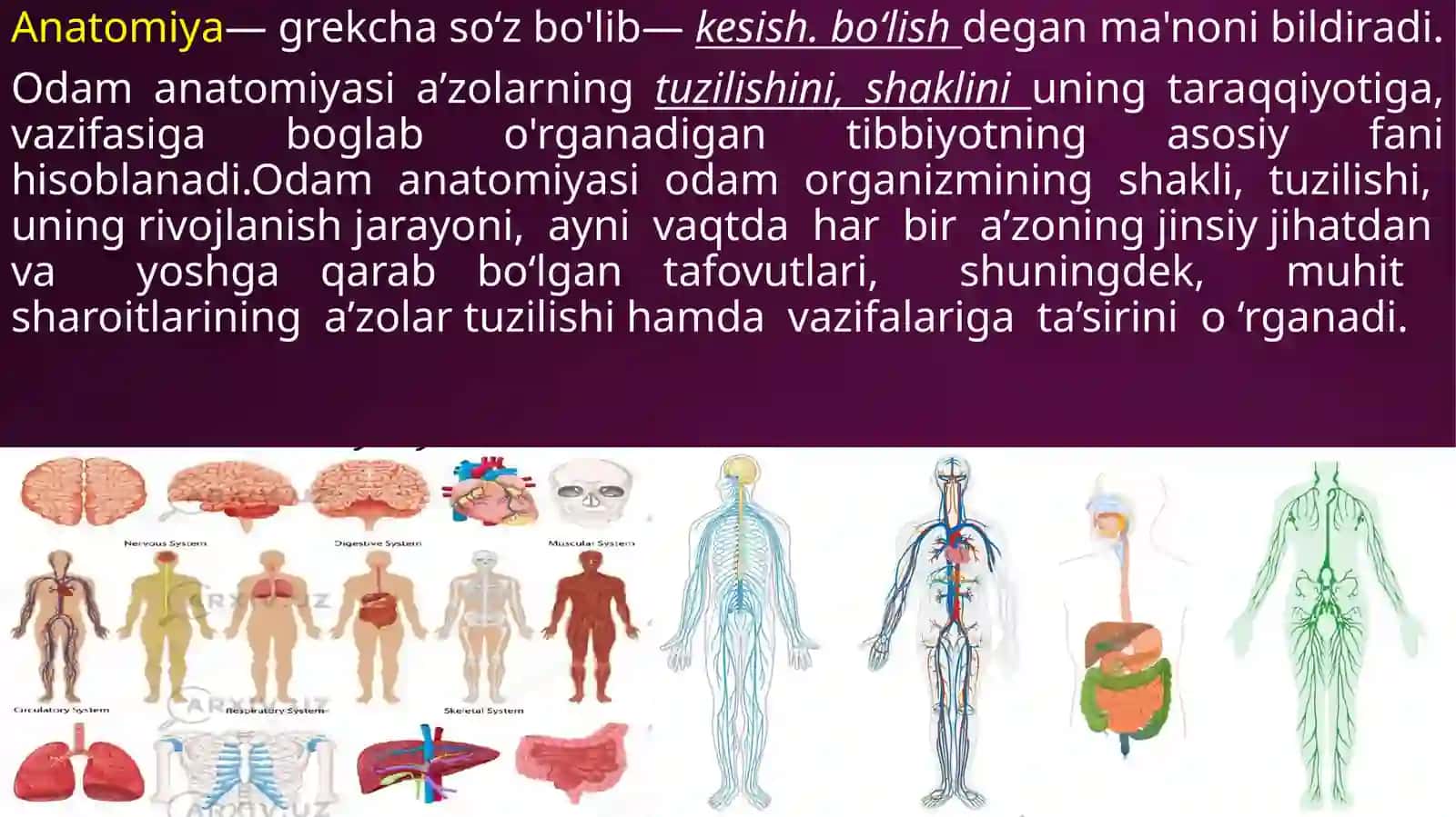 Anatomiya moduliga kirish 4