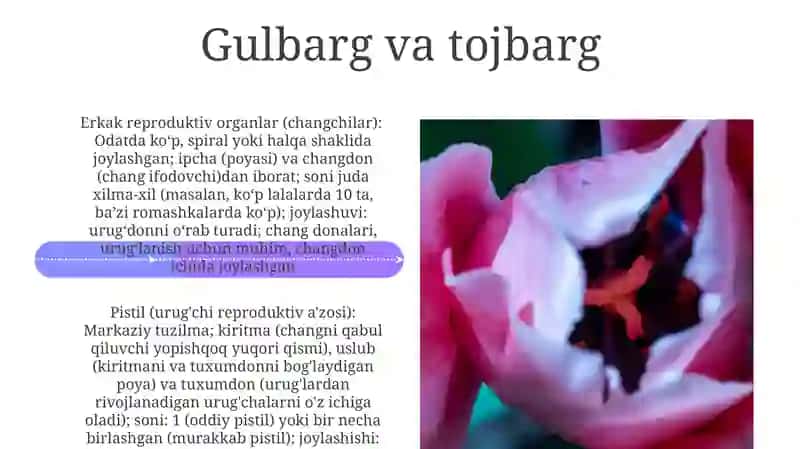 Gul qismlari 4