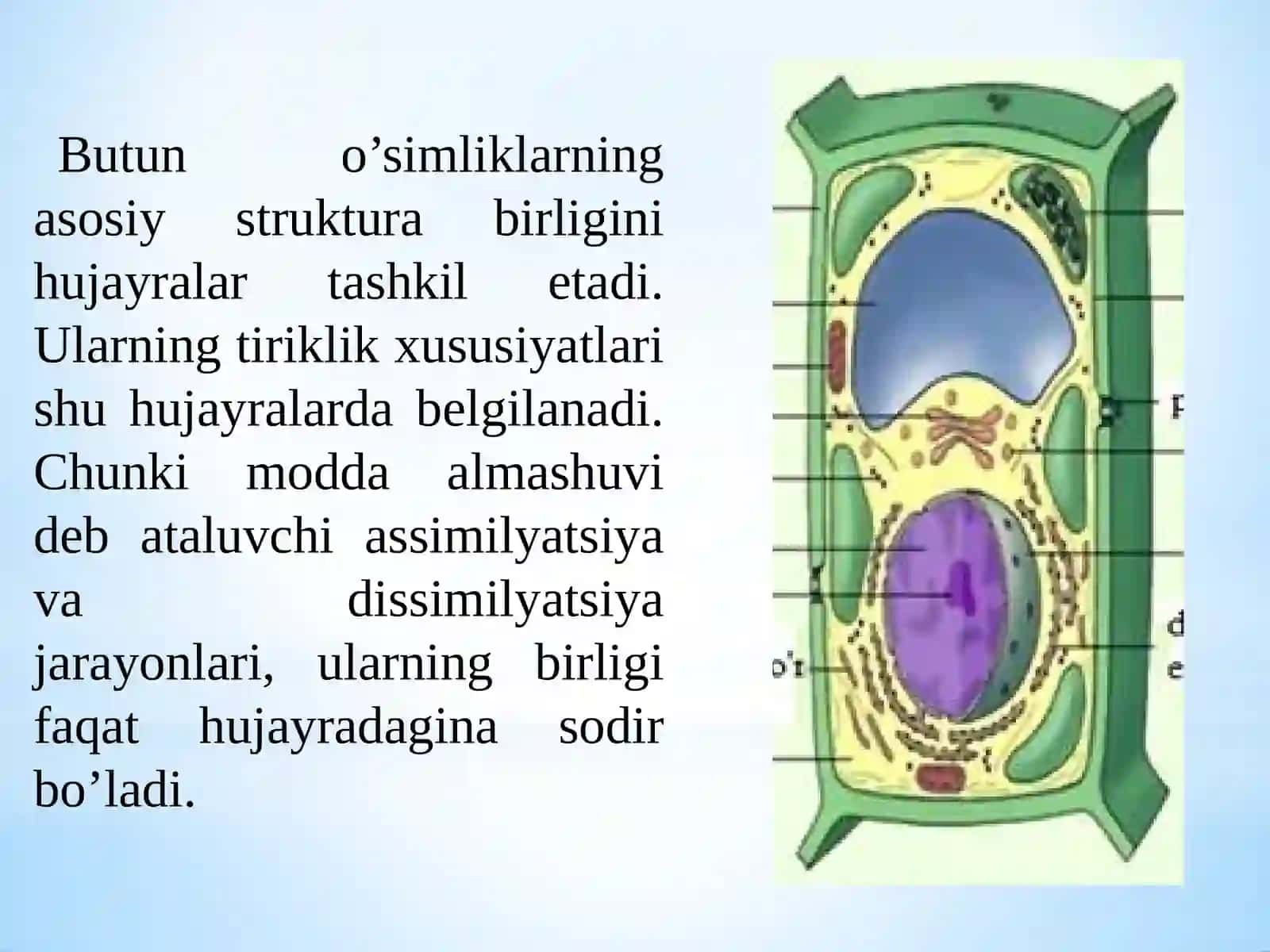 O’simliklarfiziologiyasi 4