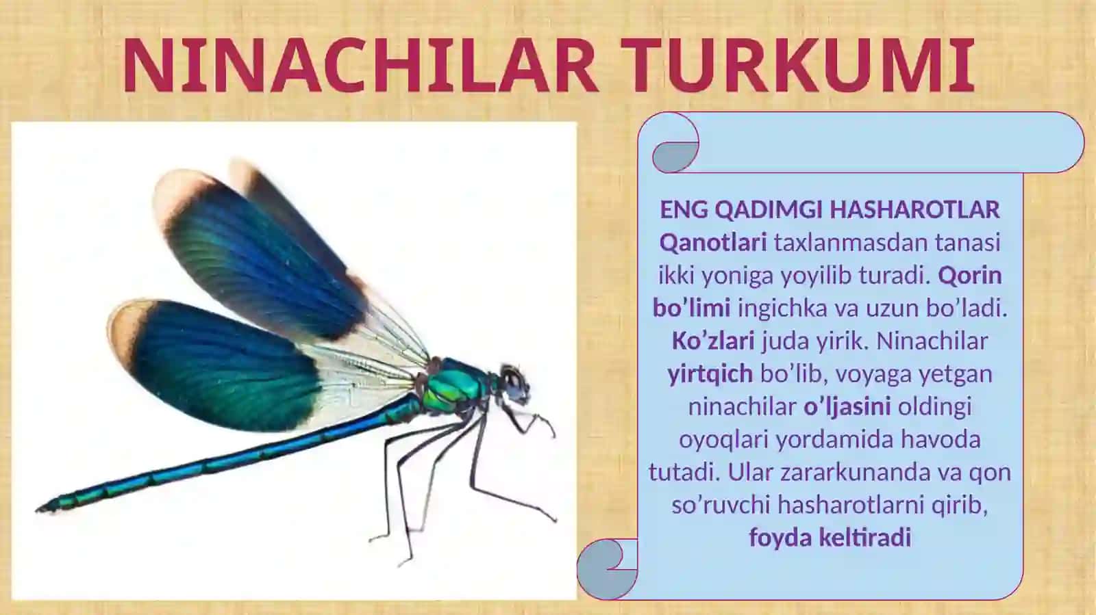 CHALA O’ZGARISH BILAN RIVOJLANADIGAN HASHAROTLAR 4