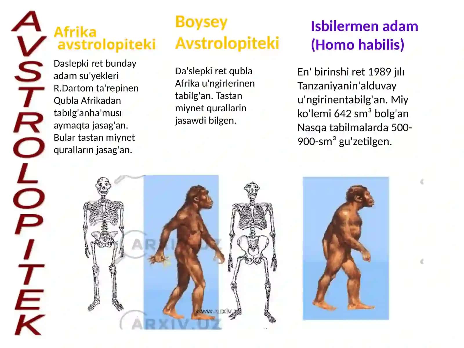 Avstrolopitekler ha'm olardin' turmis ta'rzi 4