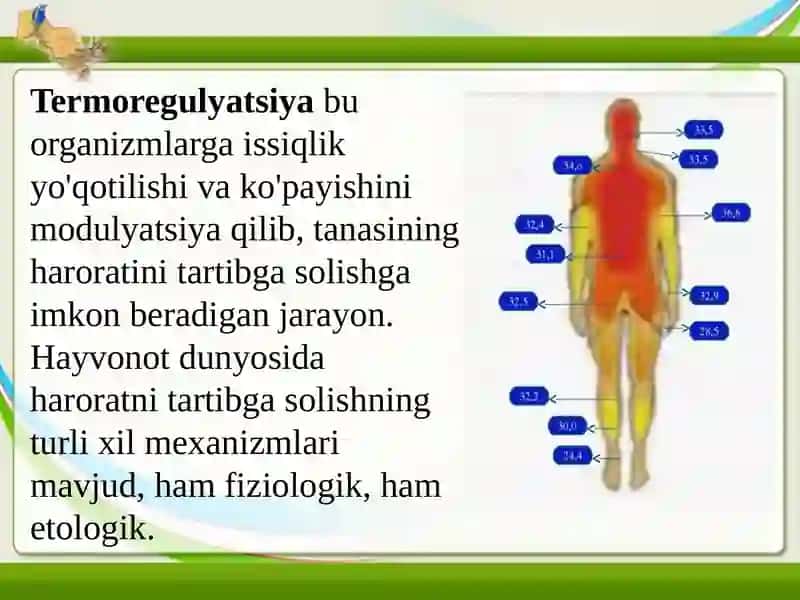 Termoregulyatsiya 4