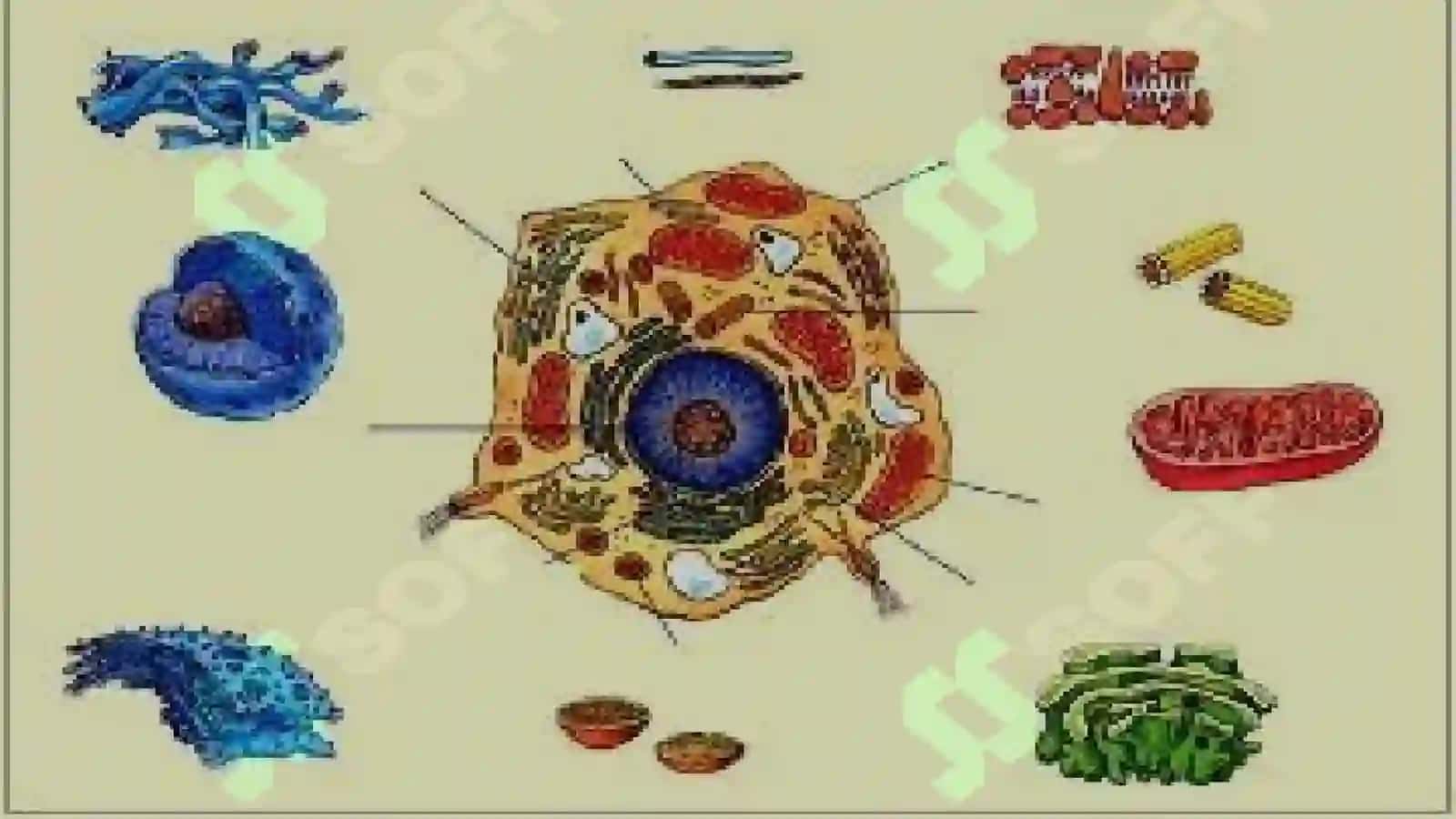 Hujayralarning tuzilishi 4
