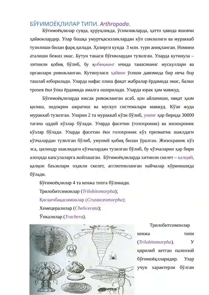 miomera sinifi - Boshoyoqli mollyuskalar (Cephalopoda) 4