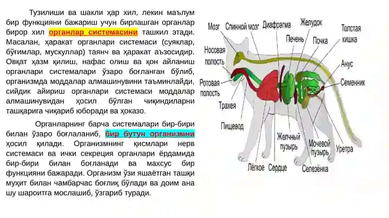 Ҳайвонлар анатомияси 4