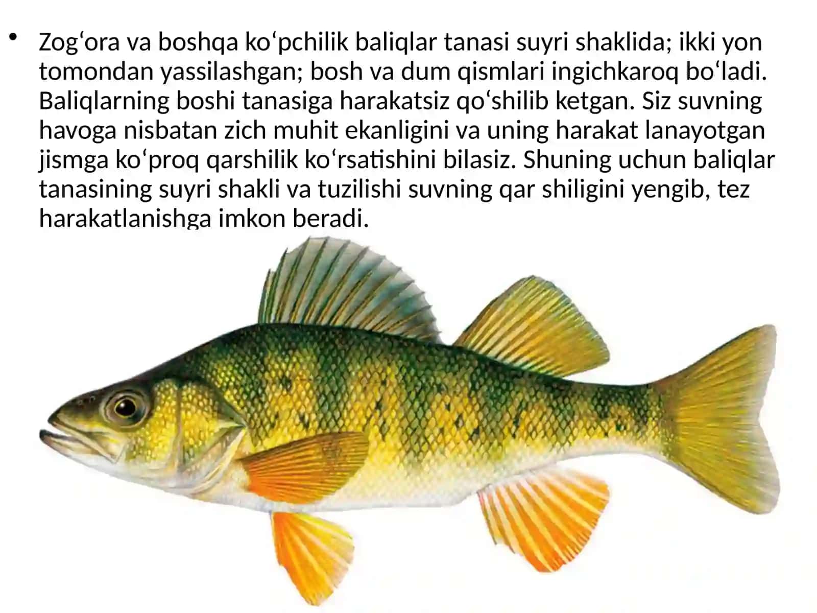 Zog‘or baliq 4