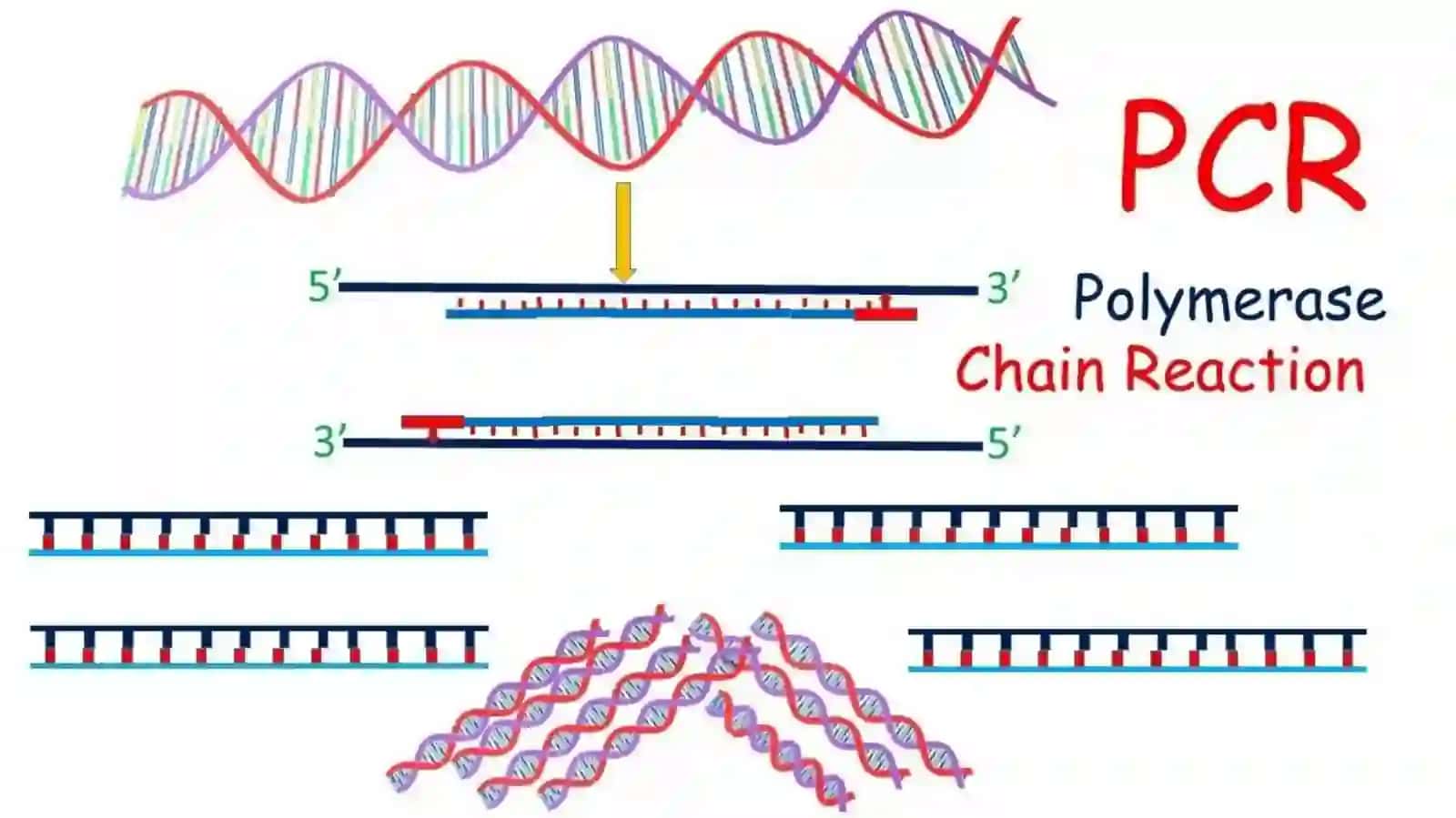 PCR tashxisi 4