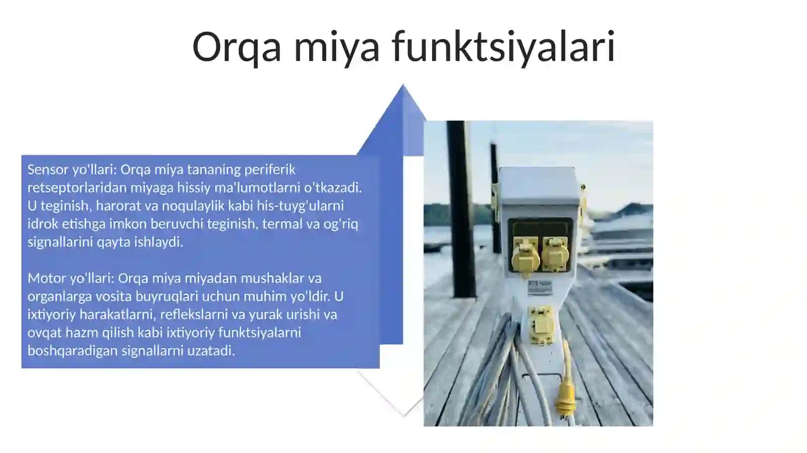 Umurtqa Pogonasi 4