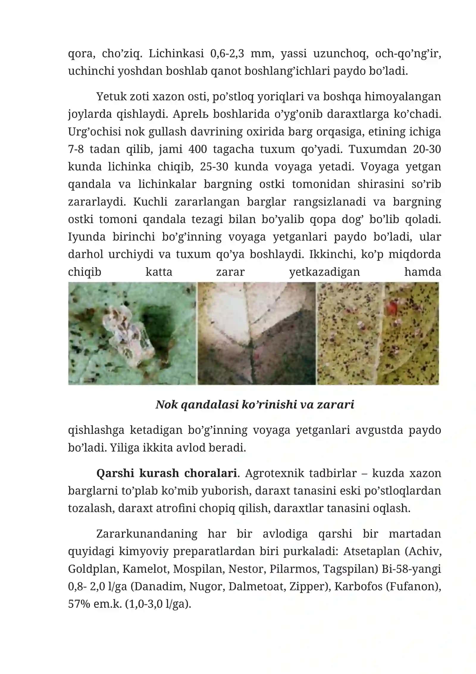 Nok daraxti zararkunandalari 4