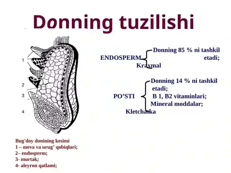 Оzоt ta'limi mahsuloti 4