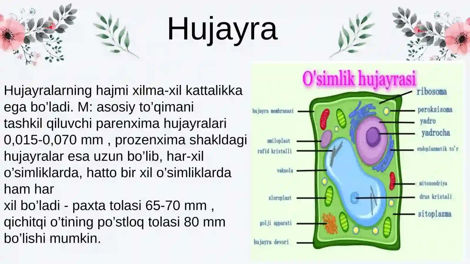 HUJAYRA TUZILMASI VA FUNKSIYALARI 4