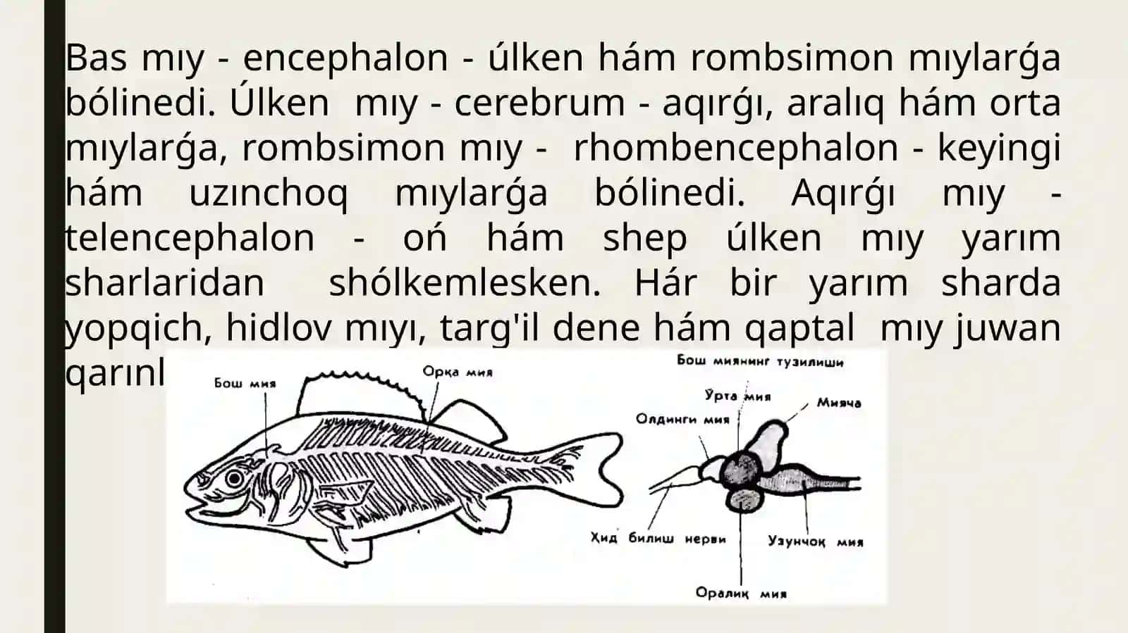 Arqa miy ham bas miy nervlerinin topografiyasi 4